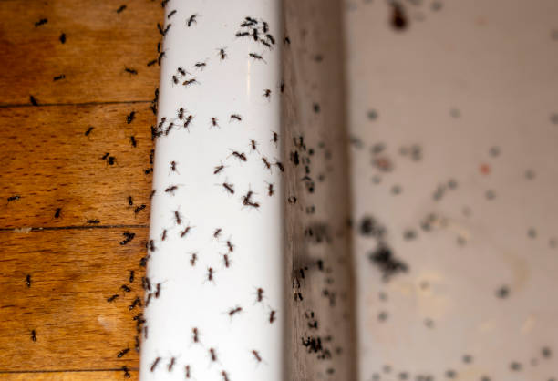 Best Bed Bug Extermination  in Lawrenceville, NJ