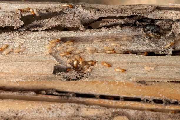 Best Affordable Pest Control Services  in Lawrenceville, NJ